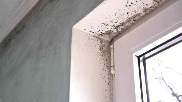 Best Real Estate Mold Inspection  in Dania Beach, FL