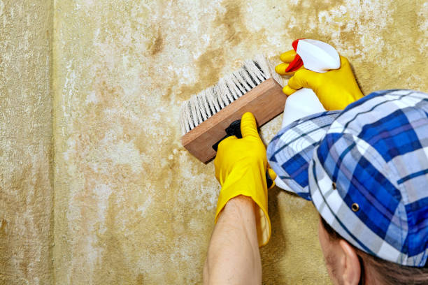 Best HVAC Mold Inspection and Cleaning  in Dania Beach, FL
