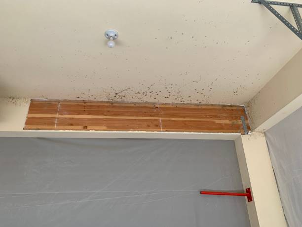Best Mold-Related Health Consultation  in Dania Beach, FL